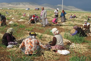 Sarımsak Hasadı Başladı