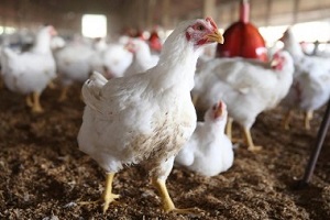 Tavuklarda Yapay Tohumlama ile Parazit Mücadelesi