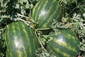 Karpuz Fiyatları Bir İniyor Bir Çıkıyor