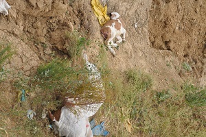 Şap Aşısı Yaptırılmamış