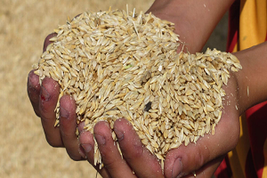 Arpa Fiyatları Uçtu