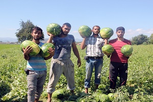 Bafra dan Üretici de Tüccar da Kazanıyor