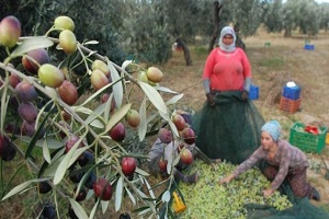 Türkiye nin İlk Zeytin Organize Sanayisi Kuruluyor