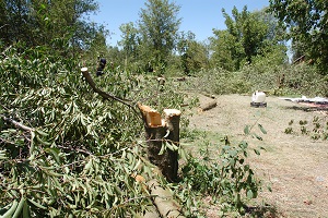 Vişne Ağaçları Kesiliyor