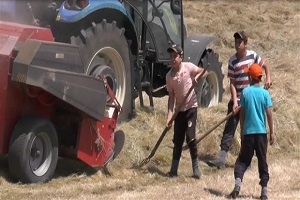 Çiftçilerin Zorlu Patos Mesaisi Sürüyor