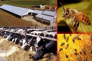 Arı ve Besi Destekleme Başvuruları Başladı