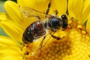 Suni Tohumlama İle Güçlü Arı Üretimi