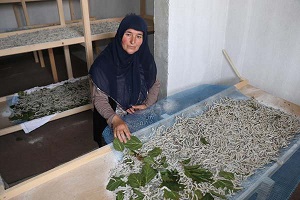 Evde İpek Böceği Yetiştiriyorlar