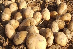 Patates Yeterli Fakat Depo Yok