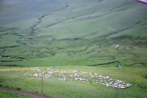 Yaylalar Koyun Sürüleriyle Şenlendi