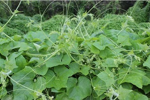 Orta ve Doğu Karadeniz de Bitkisel Tehlike Hambostan