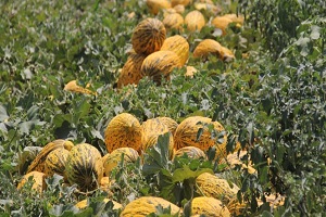 Tüketiciye Kırkağaç Kavunu Uyarısı