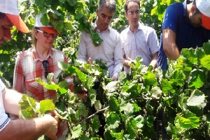 Samsun da Fındık Ciddi Düşüş Yaşıyor