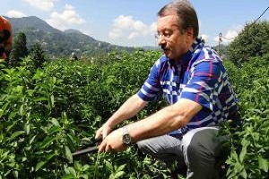 Doğu Karadeniz de Yeni Bir Tarım Ürünü Rize Şekeri