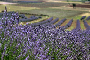 Türkiye ye Lavanta Kokusu Isparta dan Yayılıyor