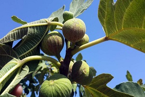 Aydın da İncir Bahçelerinde Kırmızı Örümcek Mücadelesi Başladı