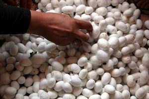 Koza Üretiminde 2016 Beklentisi Yüksek