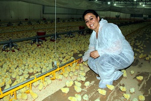Oxford lu Girişimciden Tavuk Çiftliği
