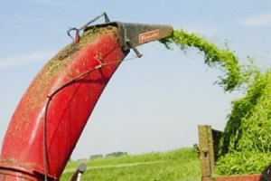 Mısır Silajı Ovaları Hareketlendirdi