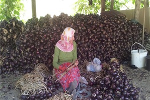 Mor Soğanda Bereketli Hasat Dönemi