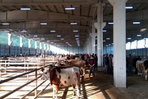 Samsun da Tarım ve Hayvancılık Yatırımları