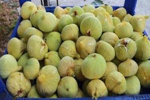 İncir Mersin Üreticisinin Yüzünü Güldürdü