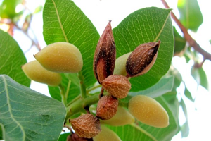 Kuraklık Antep Fıstığını Vurdu