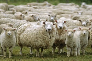 Destek Primi Sahtekarlığı