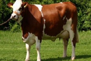 Dünya Simmental Federasyonu Konferansı