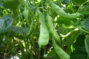 Fasulye Üreticisi Memnun