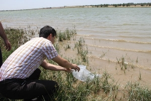 Göletlere 129 Bin Sazan Yavrusu Bırakıldı