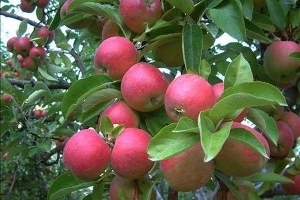 Bereketli Bir Elma Sezonu Bekleniyor