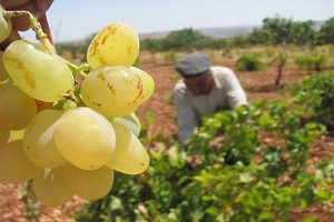 Hasadı Başlayan Üzümün Gözü Rusya da