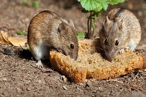 Yeni Zelanda dan Fare Darbesi