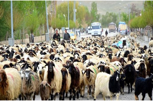 Türkiye nin Tek Canlı Hayvan Fuarı Aydın da