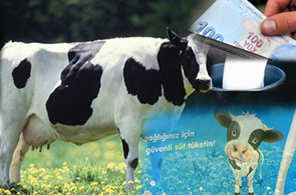 Çiğ Süt Desteklemesinde Takvim Açıklandı