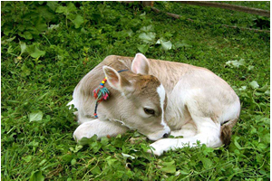 Buzağı Desteklemesi Askı Listeleri Yayınlandı