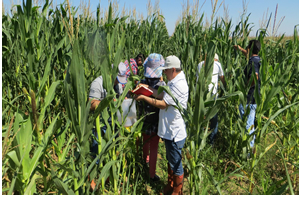 Mısır Yaprak Kurdu Uyarısı