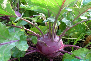 Tüik Şalgam Üretimini Açıkladı