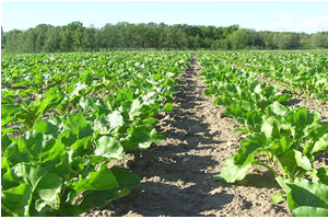 Kayseri Şeker den Pancar Çiftçisine 34 Milyon Sulama Avansı