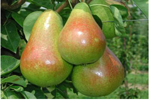 Verim Üzdü Fiyat Güldürdü