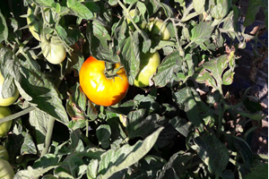 Elbistan da Domates Güvesi Tehlikesi