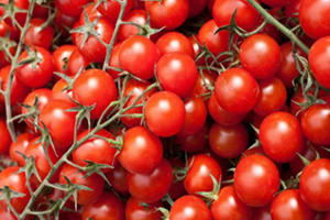 Domatesi Belarus a Kirazı Almanya ya Sattık