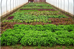 Manisa da 1 8 Milyonluk Seracılık Yatırımı