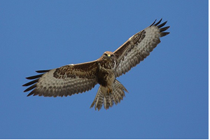 Şahin Avcılarına 5 Bin 646 TL Para Cezası