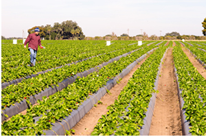 Tarsim Çiftçiye 750 Milyon Lira Hasar Ödedi