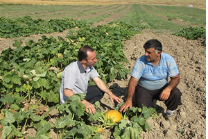 Çorum da Çerezlik Kabak