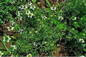 Çiftçinin Çörek Otu Sevinci