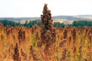 Astronot Gıdası Tekirdağ da da Yetişecek