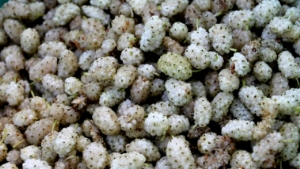 Organik Dut Üretimi Yaygınlaşıyor